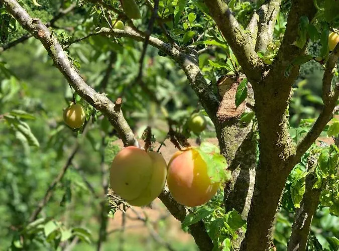 Дом отдыха Loft - Casinha A Porta